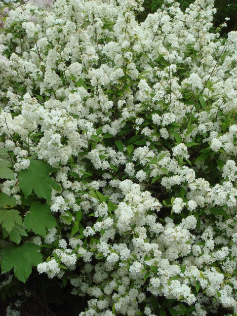 Deutzia x lemoinei (parviflora x gracilis) P7 P26